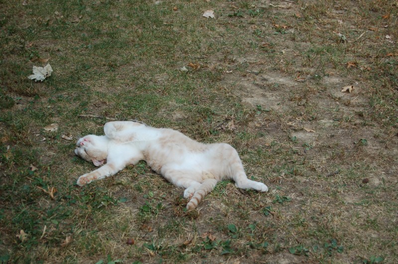 DSC_4585.JPG