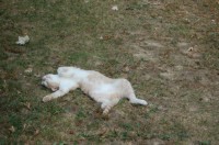 DSC_4585.JPG