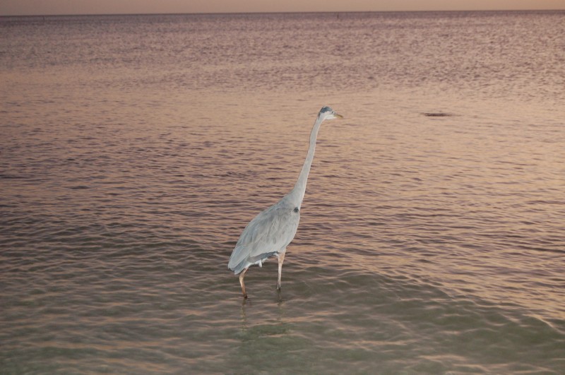 DSC_2984.JPG