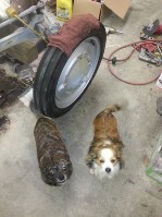 Dogs.jpg